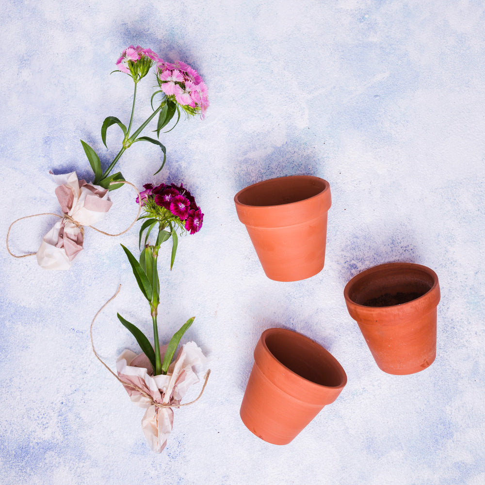 Plants Pots