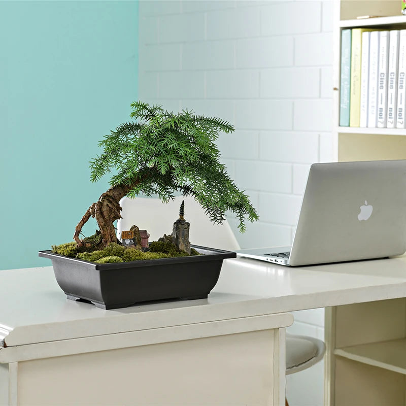 أصيص بلاستيكي مع صينية تصريف