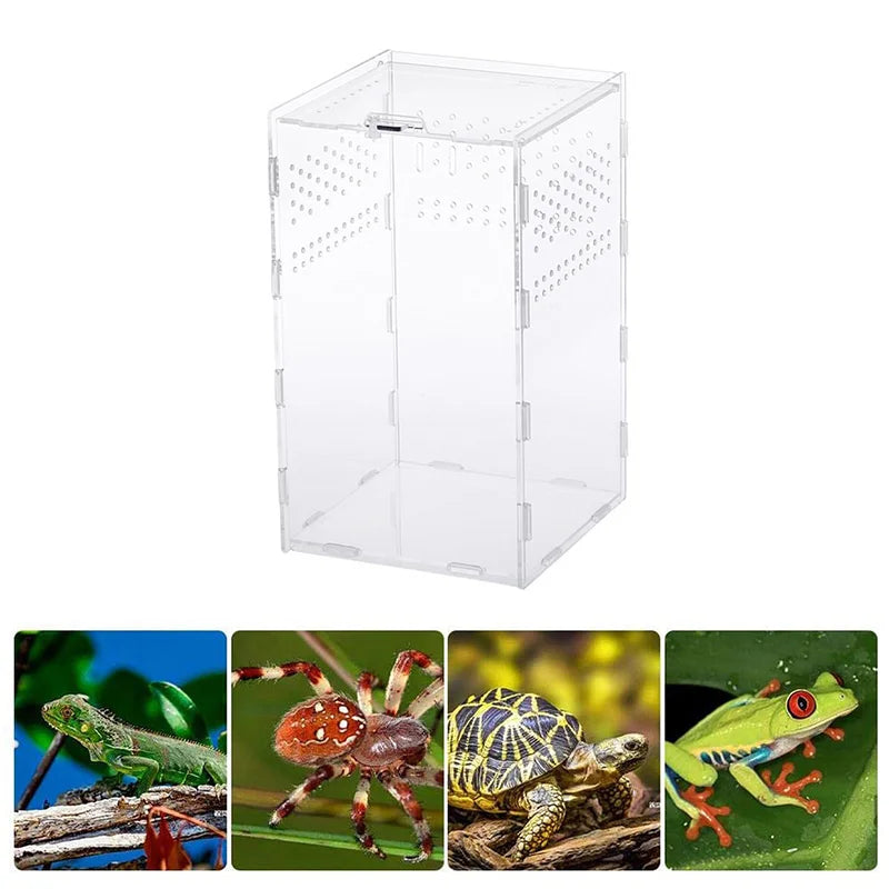 حوض شفاف للعنکبوتيات، السحالي، وتغذية الحشرات