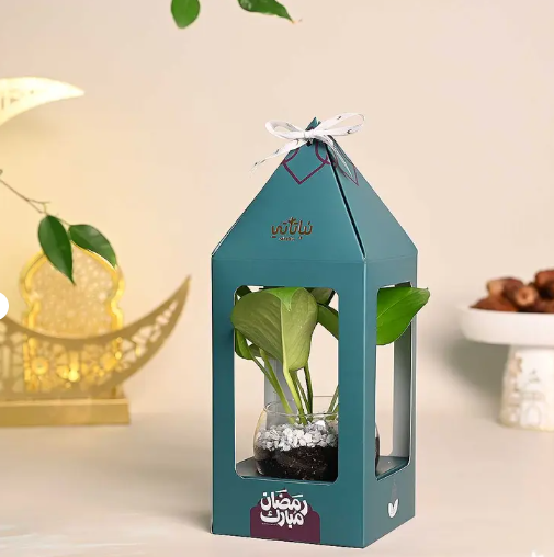 pothus plant phanoos ramadan dark green