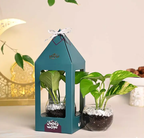 هدية فانوس رمضان نبتة البوتس اخضر غامق