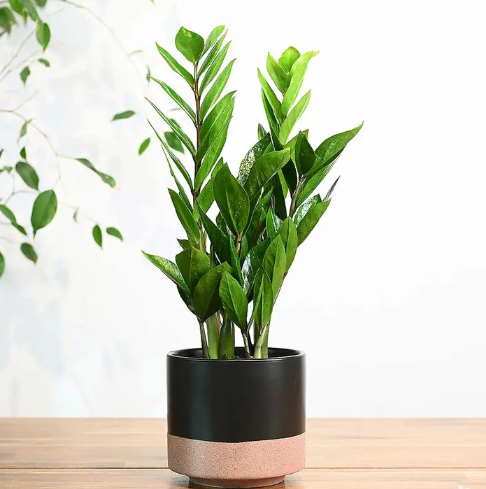 نبتة زاميا في اصيص سيراميك اسود