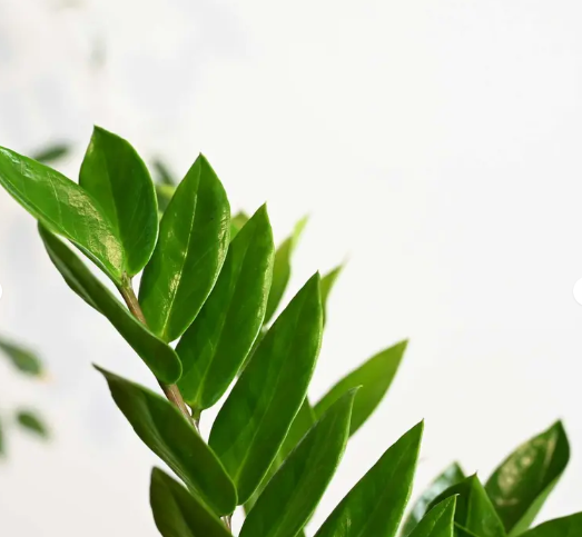 نبتة زاميا في اصيص سيراميك اسود