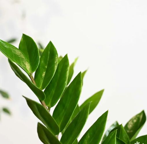 نبتة زاميا في اصيص سيراميك ابيض