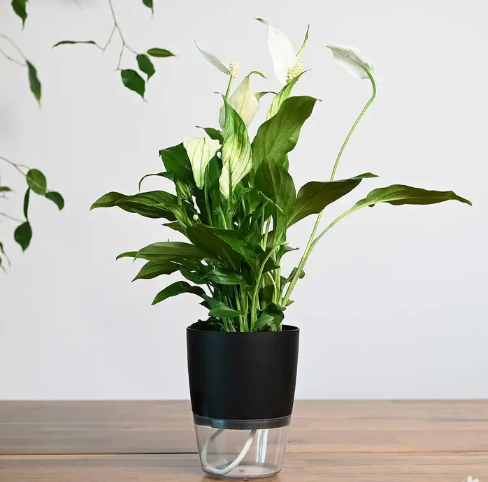 نبتة الاشرعة البيضاء في اصيص شفاف ذاتي الري اسود