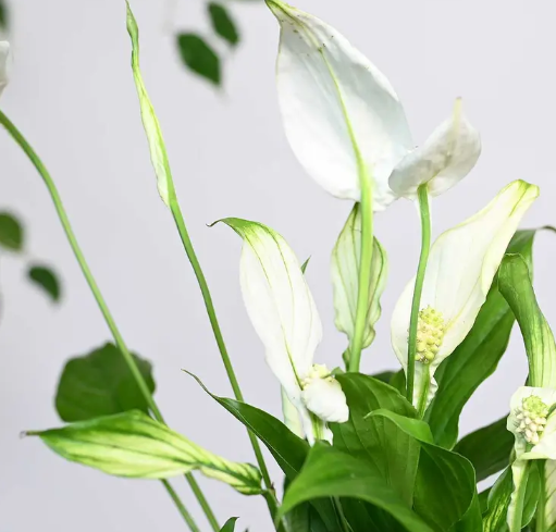 نبتة الاشرعة البيضاء في اصيص شفاف ذاتي الري اسود