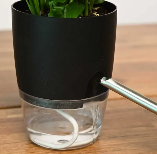 نبتة الاشرعة البيضاء في اصيص شفاف ذاتي الري اسود