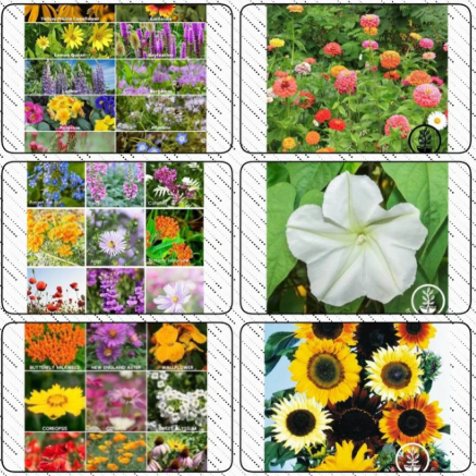 مجموعة بذور الزهور والخضروات والورقيات 