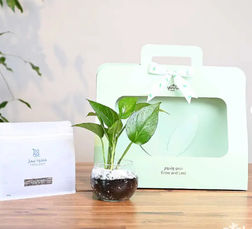 هدية نبتة البوتس اخضر فاتح مع قهوة كولومبيا لاس بالماس