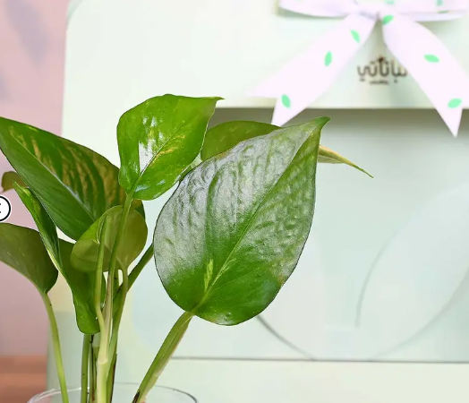 هدية نبتة البوتس اخضر فاتح مع قهوة كولومبيا لاس بالماس