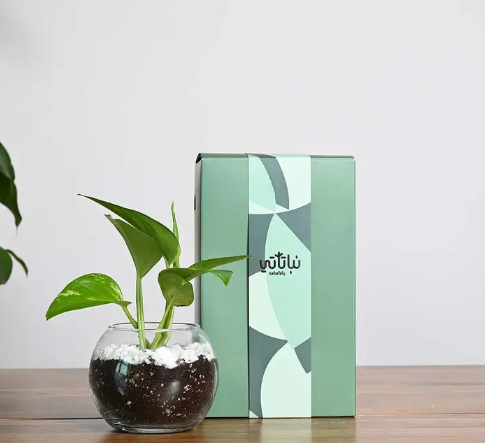 هدية نبتة البوتس اخضر