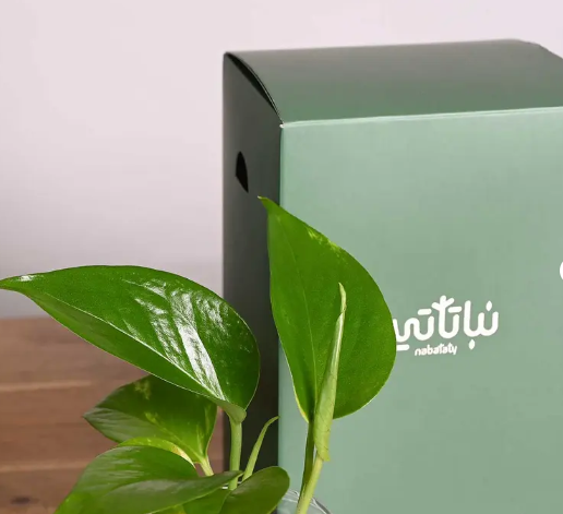 هدية نبتة البوتس اخضر