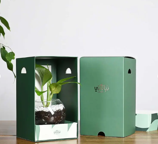 هدية نبتة البوتس اخضر