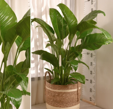 سلة حوض للنباتات