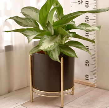 حوض نباتات أسود بقاعدة ذهبية